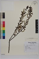 藏品(水柳)的圖片