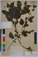 藏品(龍葵)的圖片