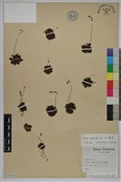 藏品(小毛氈苔)的圖片