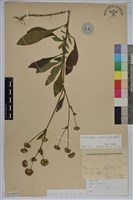 藏品(地膽草、毛蓮菜)的圖片