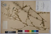 藏品(八芝蘭竹、矢竹、米篩竹)的圖片