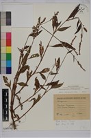 藏品(春蓼)的圖片