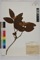 藏品(野牡丹)的圖片