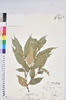 藏品(星刺栲、羅浮錐)的圖片