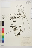 藏品(田村氏鐵線蓮)的圖片