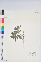 藏品(著生杜鵑)的圖片