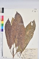 藏品(變葉木)的圖片