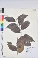 藏品(披針葉饅頭果)的圖片