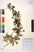 藏品(蔓烏頭)的圖片