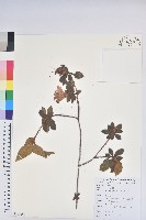 藏品(金毛杜鵑)的圖片