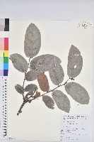 藏品(錫蘭饅頭果，香港饅頭果，大葉饅頭果，香港算盤子)的圖片