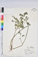 藏品(猩猩草)的圖片