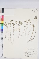 藏品(乳仔草、大飛揚)的圖片