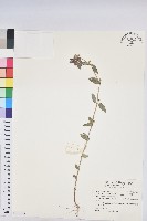 藏品(乳仔草、大飛揚)的圖片