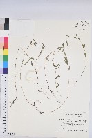 藏品(華南大戟)的圖片