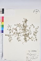 藏品(匐根大戟)的圖片