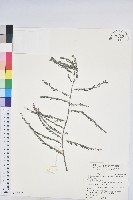 藏品(光果葉下珠)的圖片