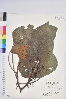 藏品(圓葉野桐)的圖片