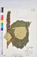 藏品(尼泊爾野桐)的圖片