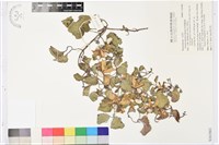 藏品(屏東鐵線蓮)的圖片