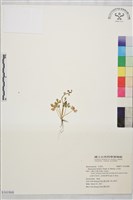 藏品(小毛茛)的圖片