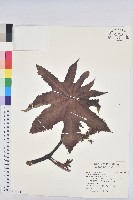 藏品(蓖麻)的圖片