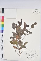 藏品(細葉饅頭果)的圖片