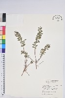 藏品(高山白珠樹)的圖片