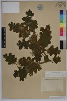 藏品(印度茄、南天茄)的圖片