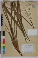 藏品(桔梗蘭)的圖片