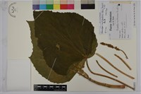 藏品(蟲屎)的圖片