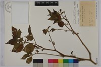 藏品(雙花龍葵、耳鉤草)的圖片