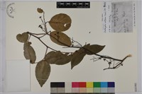 藏品(異葉珍珠菜)的圖片