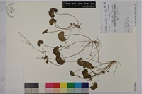 藏品(雷公根)的圖片