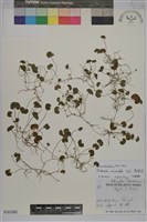 藏品(馬蹄金)的圖片