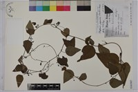 藏品(千金藤、金線吊烏龜)的圖片