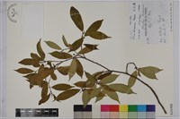 藏品(天仙果、臺灣榕)的圖片