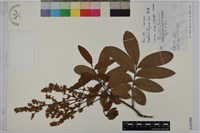 藏品(龍眼)的圖片