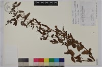 藏品(元寶草、大還魂)的圖片