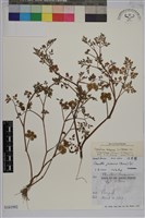 藏品(台灣芎窮)的圖片