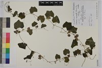 藏品(黑果馬交兒)的圖片