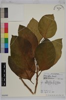 藏品(大冇榕、稜果榕)的圖片