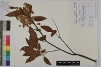 藏品(猿尾藤)的圖片