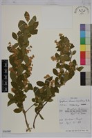 藏品(灰木)的圖片