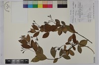 藏品(細梗絡石)的圖片