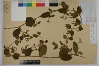 藏品(忍冬、金銀花)的圖片