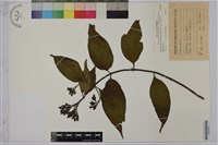 藏品(台北玉葉金花)的圖片