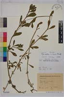 藏品(鴨舌黃)的圖片