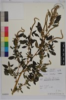 藏品(刺莧)的圖片