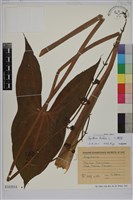 藏品(三腳剪、水芋、慈姑)的圖片